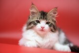 Fototapeta Koty - Siberian cat on red backgrounds