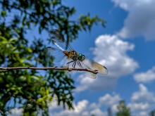 Macro Closeup Of Blue Dasher Male Dragonfly, Pachydiplax Longipennis On Tree Branch