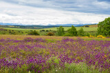 Fototapeta Kosmos - Spring rolling landscape view of green fields with mauve Lavandula stoechas flowers, trees and mountains on the horizon 