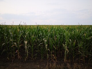 Wall Mural - the mystery of the caucasian cornfields