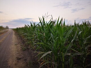 Wall Mural - the mystery of the caucasian cornfields