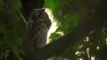 Close Up Of Young Long Eared Owl (Asio Otus) Sitting And Sleeping On Dense Branch Deep In Crown. Wildlife Tranquil Portrait Footage Of Bird In Natural Habitat Background.