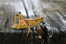 A Yellow Eastern Lubber Grasshopper On A Wooden Deck.
