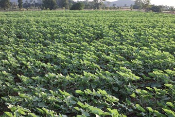 rows of green plants in field