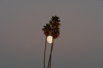 Wall Mural - Moon rising behind palm trees against a beautiful twilight sky in Southern California.