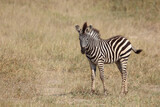 Fototapeta Sawanna - Steppenzebra / Burchell's Zebra / Equus burchellii...