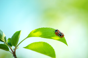 two red ladybugs on a green leaf close up