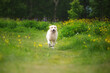 © Anastasiia - Crazy and happy golden retriever dog is running in the field in summer