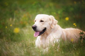 Wall Mural - Cute golden retriever dog lying in the green grass and flowers background.