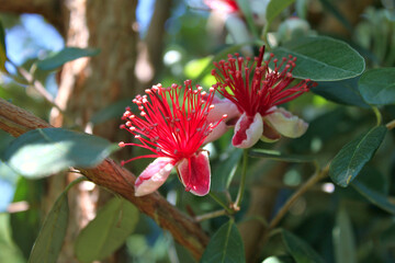 Wall Mural - Feijoa flower close-up (Acca sellowiana)	