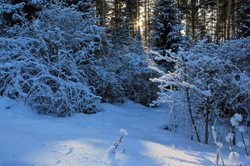 Winter landscape - frosty trees in a snowy forest on a sunny morning. Fairy forest in the morning light.