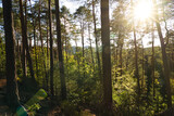 Fototapeta Na ścianę - Pfälzer Wald und Sonne