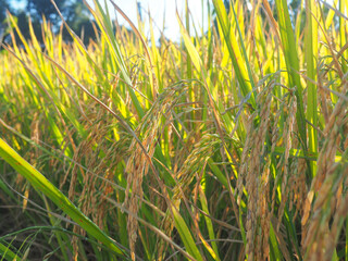 Ears of rice and Rice field  with sun rays.