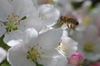 Pracowita pszczoła latająca od jednego kwiatu jabłoń do kolejnych po cenny nektar do produkcji miodu