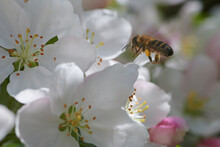 Pracowita Pszczoła Latająca Od Jednego Kwiatu Jabłoń Do Kolejnych Po Cenny Nektar Do Produkcji Miodu