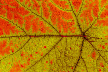 Sticker - Feuille de vigne marronne 