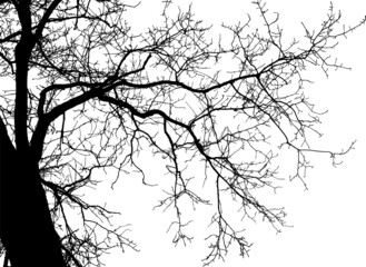 realistic tree branches silhouette on white background (vector illustration). natural branch on whit