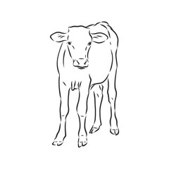 black and white linear paint draw bull vector illustration. bull vector sketch illustration