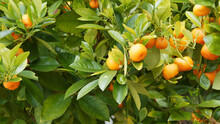 (Citrus Microcarpa) Calamondin Ou Orange D'appartement, Arbuste Décoratif Aux Petites Oranges Amères, Accrochées Aux Branches Garnies De Petites Feuilles Vert-foncé
