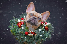 French Bulldog Dog Wearing Christmas Wreath With Star And Ball Tree Baubles Around Neck Looking Up At Falling Snow On Dark Background