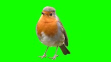 Bird On A Green Background, Cut Out