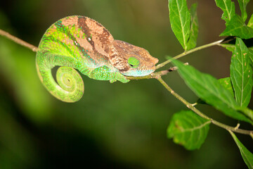 Wall Mural - Colorful chameleon in a close-up in the rainforest in Madagascar