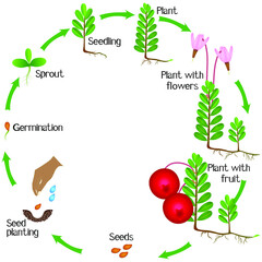Wall Mural - A growth cycle of cranberry plant on a white background.