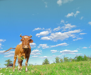 cow on a meadow