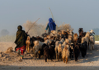 shepherds with flock of sheep , shepherdesses with sheep and cattle in the dust , rural scene 