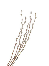 Willow Twigs Isolated On White Background. Without Shadow Clipping Path