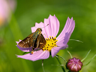 Poster - common straight swift on a pink cosmos flower 3