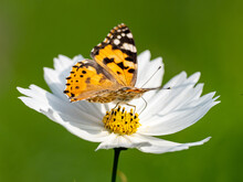 Painted Lady Butterfly Feeding From Flower 7