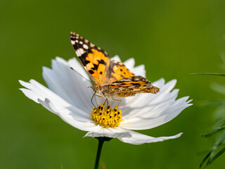 Poster - Painted Lady butterfly feeding from flower 9