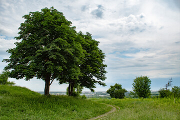 Wall Mural - 
big tree by the road in the field, summer day