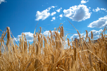 Wall Mural - house standing on a field with wheat, sunny day