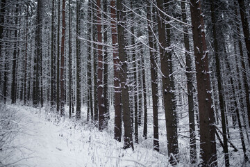 snow on trees in winter forest