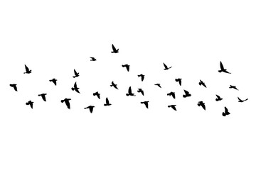 flying birds silhouettes on isolated background. vector illustration. isolated bird flying. tattoo a