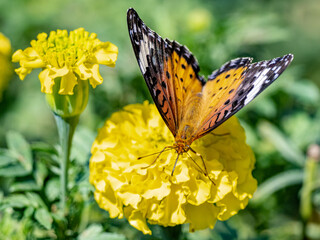 Wall Mural - Tropical fritillary butterfly perched on flowers 3