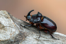 Insect - European Rhinoceros Beetle - Oryctes Nasicornis