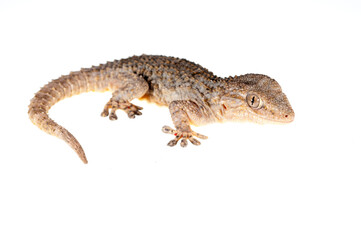 common wall gecko (tarentola mauritanica) on white background, italy.