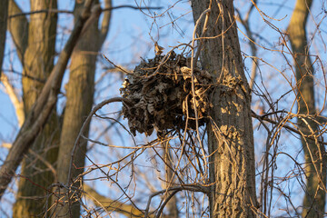 squirrel nest is high above in a tall tree