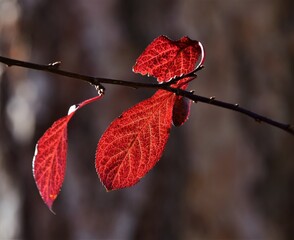 Wall Mural - red leaf on a branch