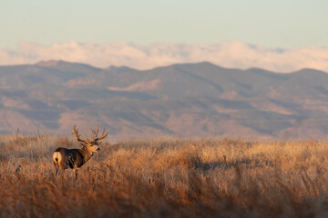 mule deer buck in colorado during the rut in autumn