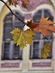 Wall Mural - autumn leaves on the window