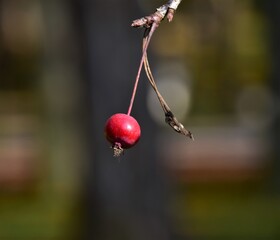 Wall Mural - red cherries on a branch