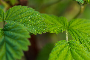 Wall Mural - Raspberry leaves close up in the early morning in drops of rain