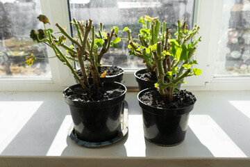 Wall Mural - geraniums in pots on the windowsill. cut stems of geranium flower prepared for winter hibernation