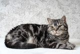 Fototapeta Koty - Funny tabby scottish cat with big yellow eyes. A portrait close-up.