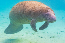 Cute Fat Manatee Or Sea Cow Swimming Underwater Through Clear Blue Water With Sand Bottom In River In Florida
