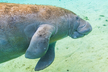 Wall Mural - Manatee or sea cow swimming underwater in river over sand